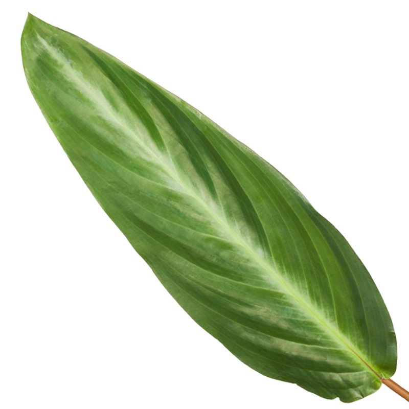 Calathea Stripestar
