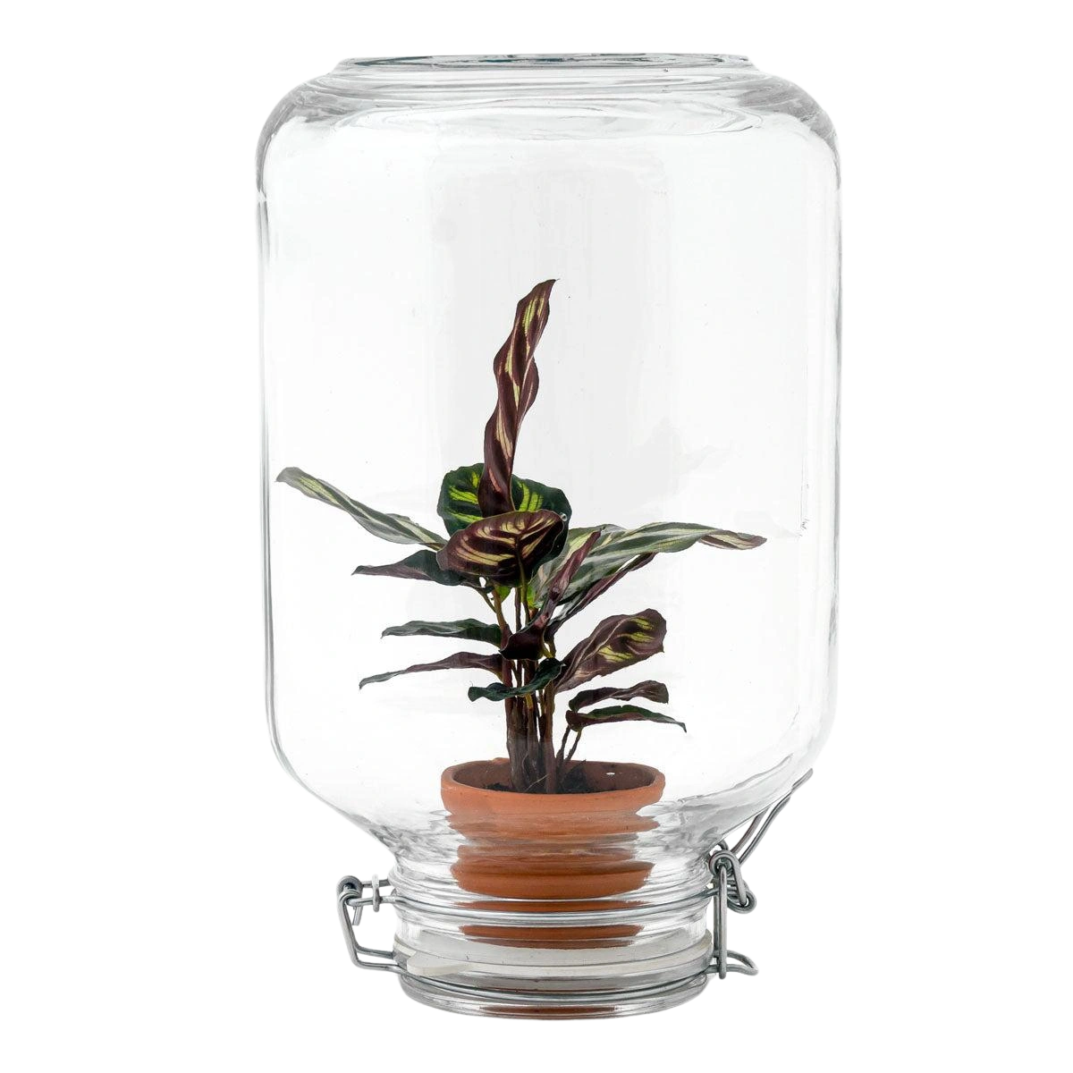 Calathea makoyana – Easyplant Jar