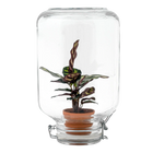Calathea makoyana – Easyplant Jar