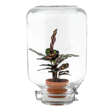 Calathea makoyana – Easyplant Jar