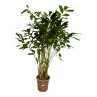 Caryota Mitis – Visgraatpalm