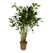 Caryota Mitis – Visgraatpalm