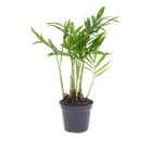 Chamaedorea elegans 'baby'
