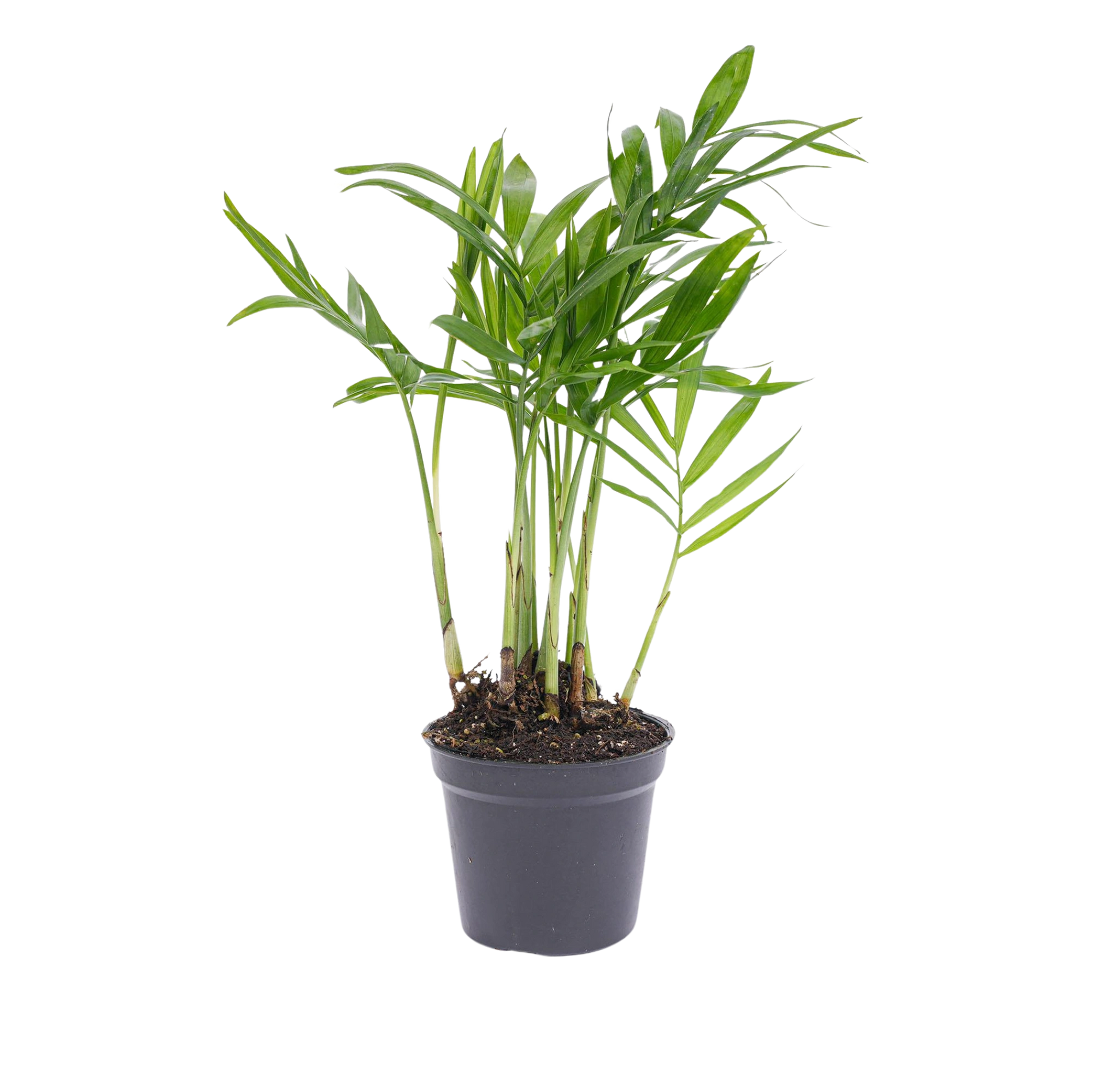 Chamaedorea elegans 'baby'