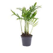 Chamaedorea elegans 'baby'