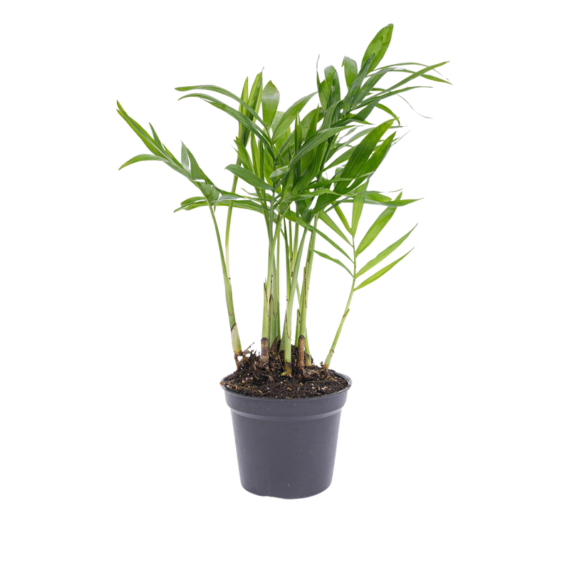 Chamaedorea elegans 'baby'