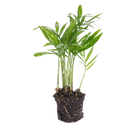 Chamaedorea elegans 'baby'