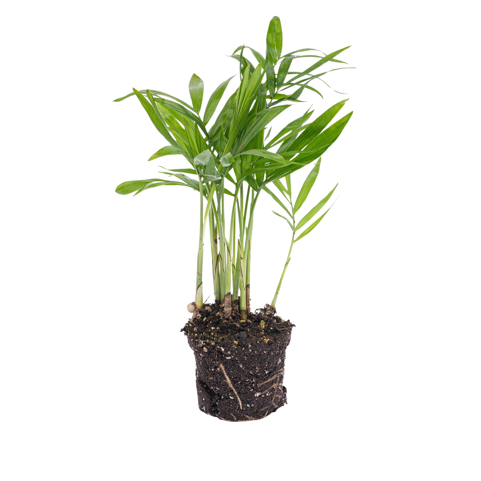 Chamaedorea elegans 'baby'