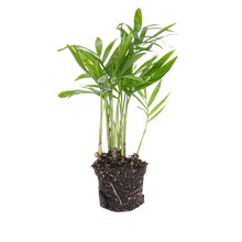 Chamaedorea elegans 'baby'