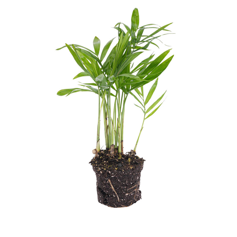 Chamaedorea elegans 'baby'