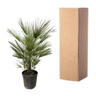 Chamaerops Humilis
