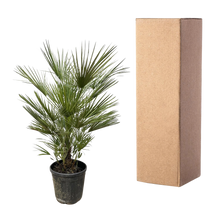 Chamaerops Humilis
