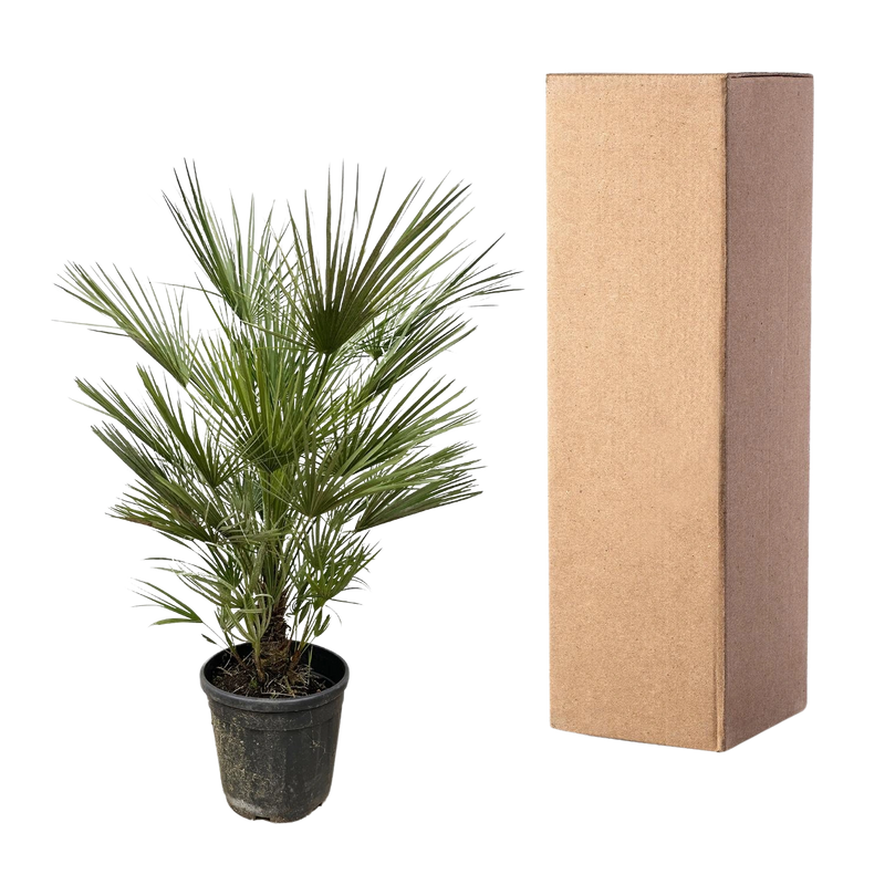 Chamaerops Humilis