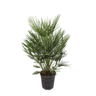 Chamaerops Humilis