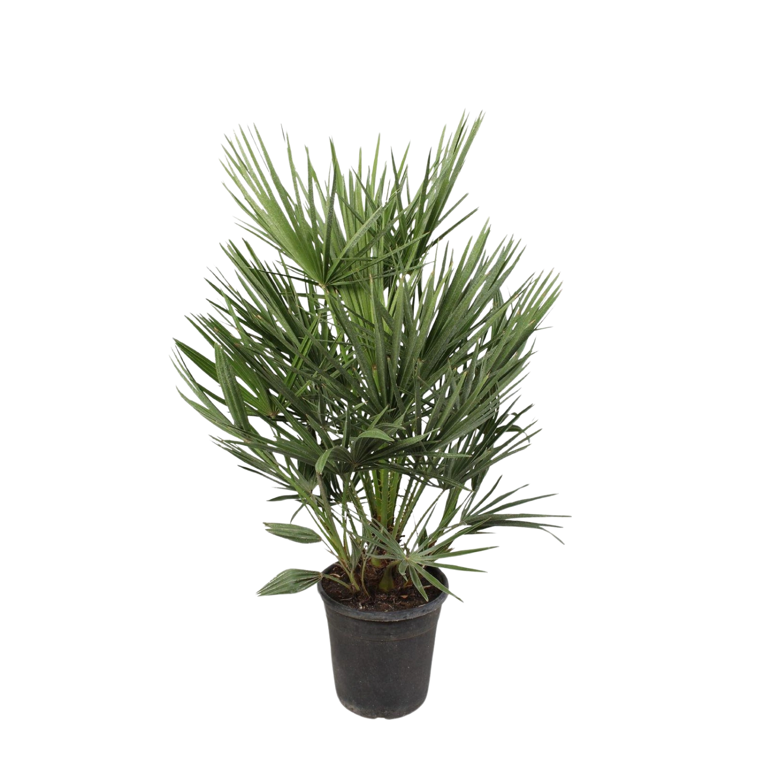 Chamaerops Humilis