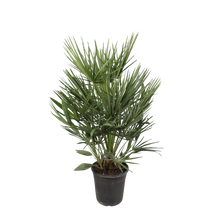 Chamaerops Humilis