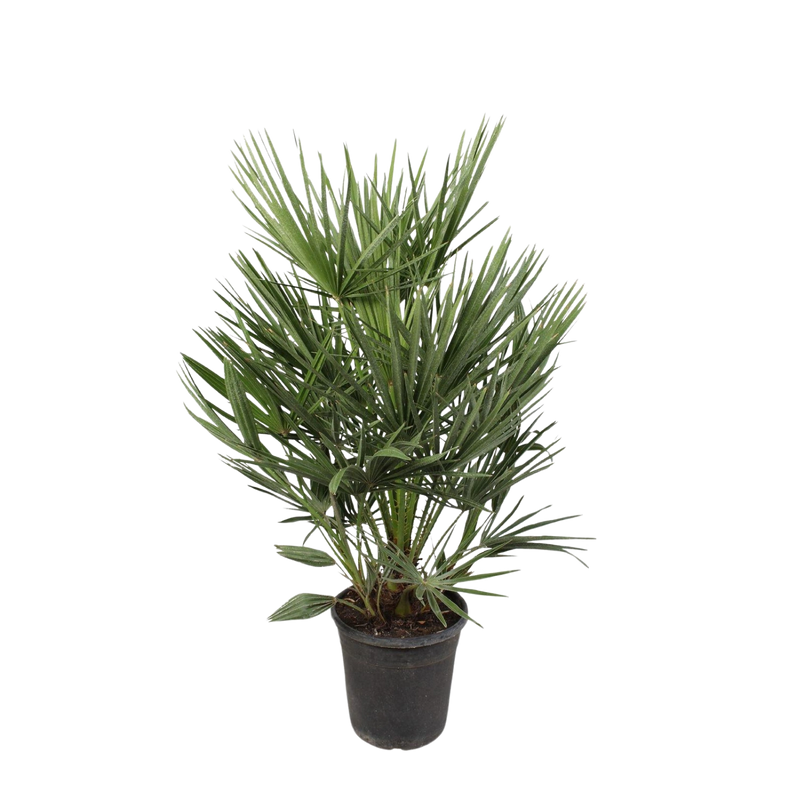 Chamaerops Humilis