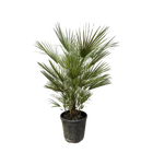 Chamaerops Humilis