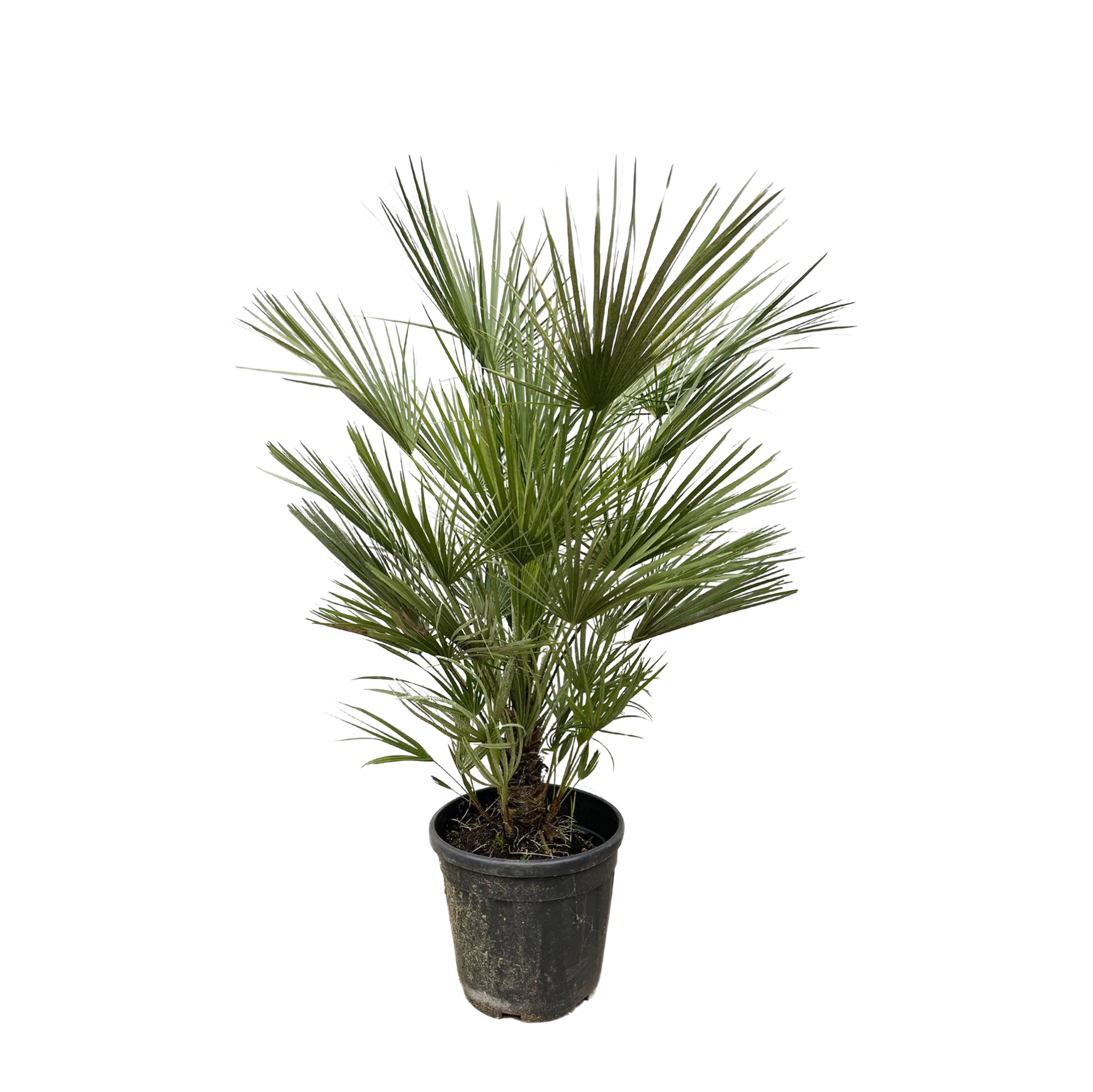 Chamaerops Humilis