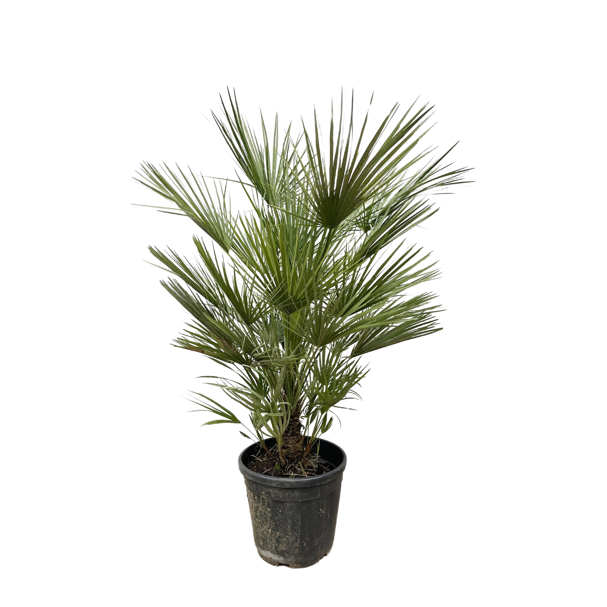 Chamaerops Humilis