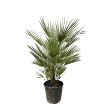 Chamaerops Humilis