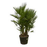 Chamaerops Humilis multi stam