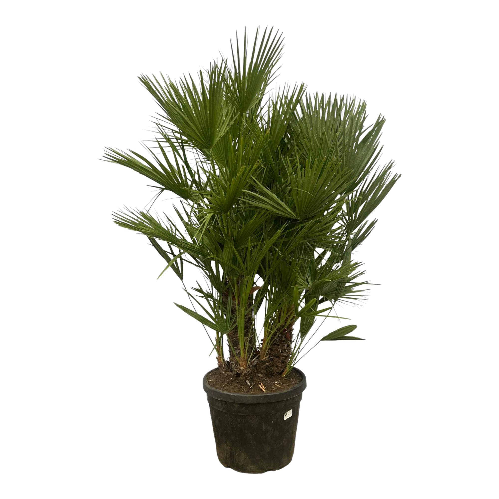 Chamaerops Humilis multi stam