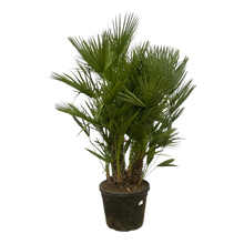 Chamaerops Humilis multi stam