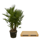 Chamaerops Humilis multi stam