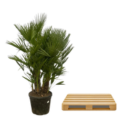Chamaerops Humilis multi stam