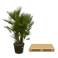 Chamaerops Humilis multi stam