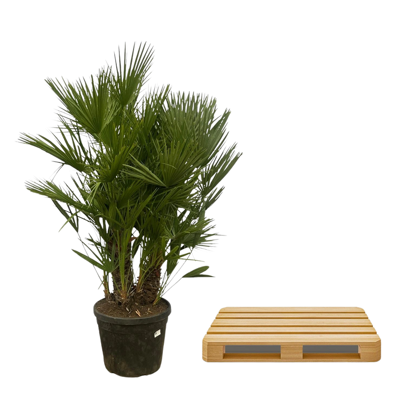 Chamaerops Humilis multi stam