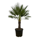 Chamaerops Humilis op stam