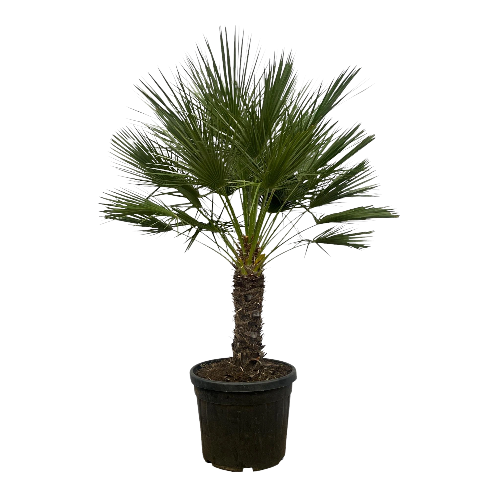 Chamaerops Humilis op stam
