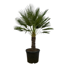 Chamaerops Humilis op stam