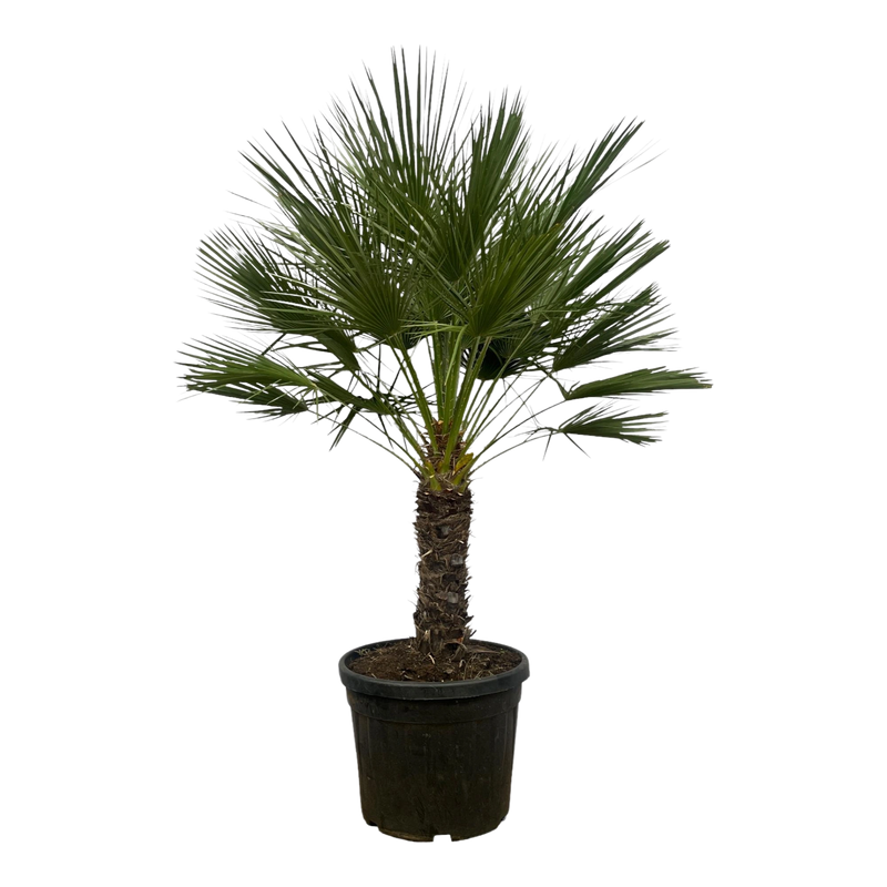 Chamaerops Humilis op stam