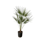 Chamaerops Humilis op stam