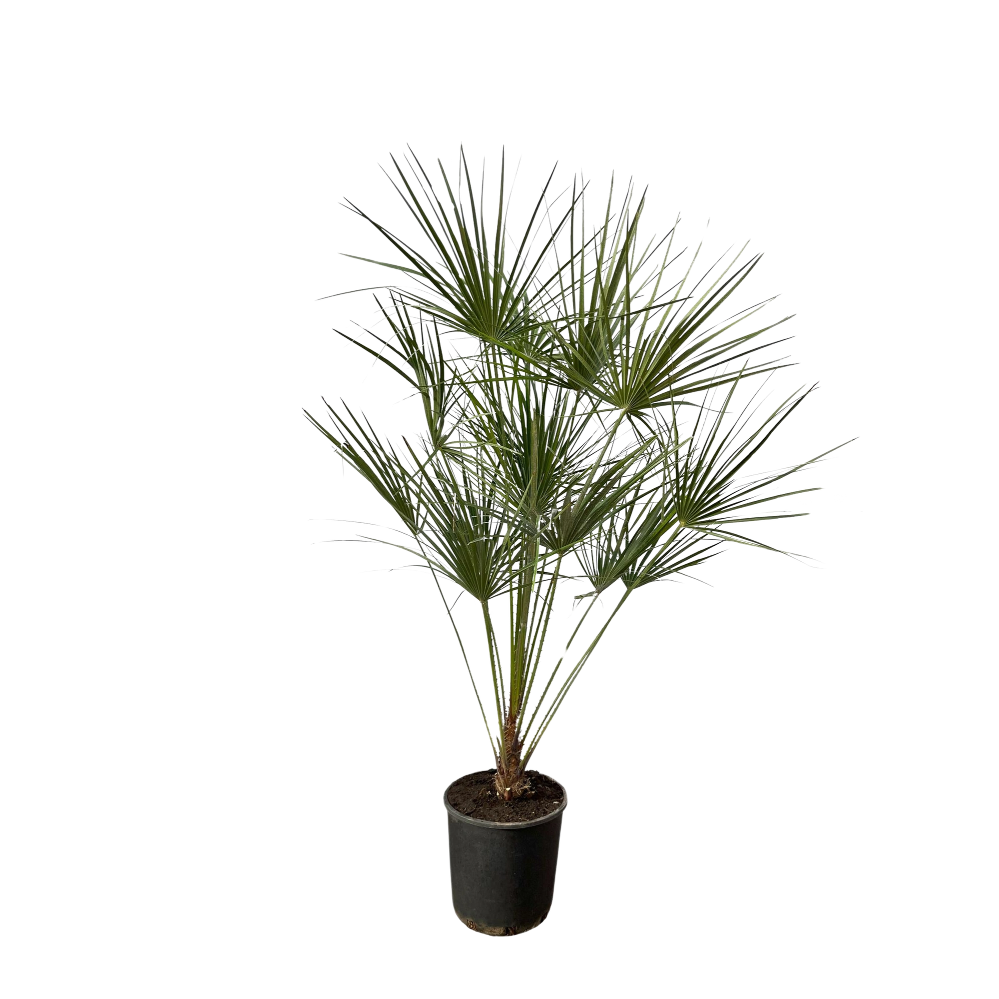 Chamaerops Humilis op stam