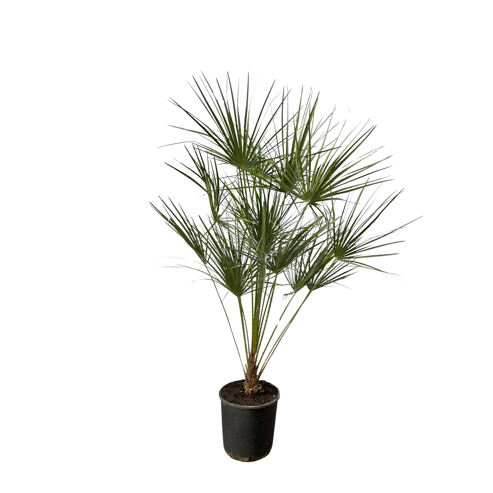 Chamaerops Humilis op stam