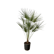 Chamaerops Humilis op stam