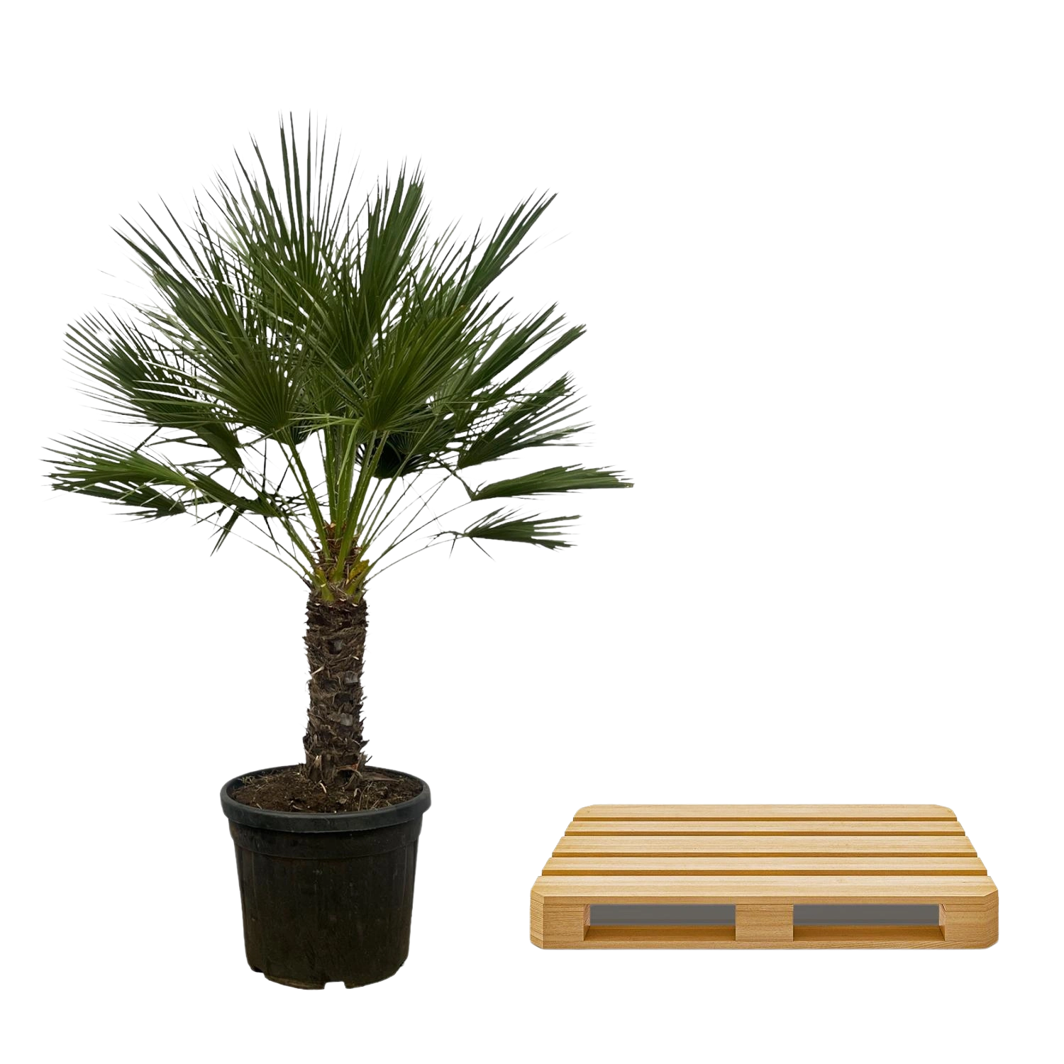 Chamaerops Humilis op stam