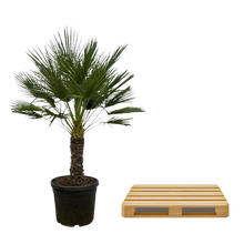 Chamaerops Humilis op stam