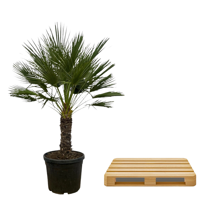 Chamaerops Humilis op stam