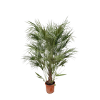 Chamaerops Humilis struik