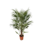 Chamaerops Humilis struik