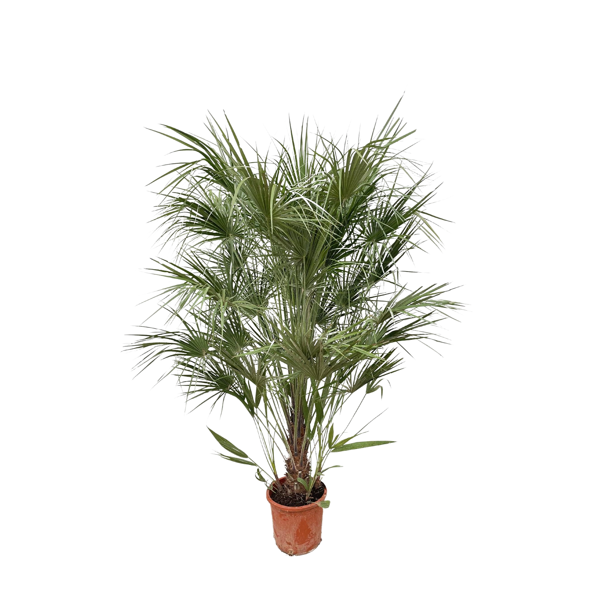 Chamaerops Humilis struik