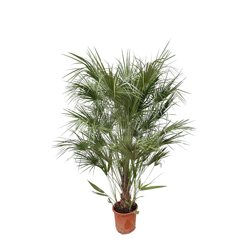 Chamaerops Humilis struik