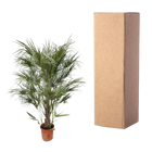 Chamaerops Humilis struik
