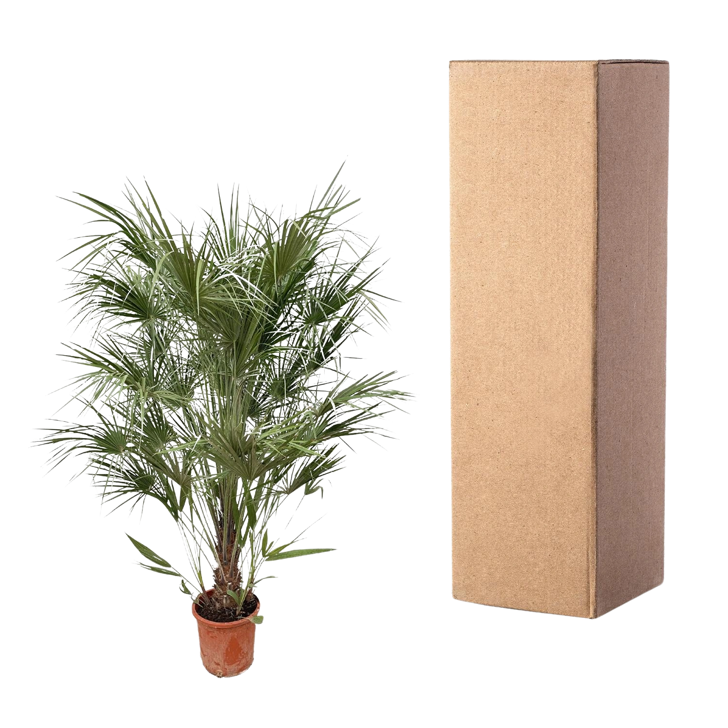 Chamaerops Humilis struik