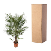 Chamaerops Humilis struik